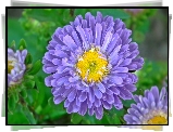 Przyroda, Kwiat, Aster