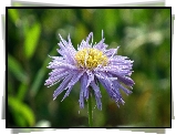 Przyroda, Kwiat, Aster