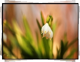 Śnieżyca wiosenna, Biały, Kwiat