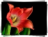 Kwiat, Tulipan