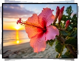 Hibiskus, Kwiat, Zachód słońca, Grafika