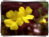 Kwiat, żółty, Prymulka