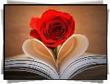 Kwiatek, Róża, Czerwona, Zeszyt, Serce