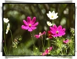 Kosmea, Biała, Różowa