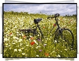 Łąka, Kwiaty, Rower