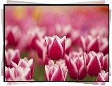 Kwiaty, Tulipany, Różowo białe, Wiosna