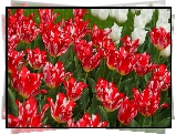 Kwiaty, Tulipany, Biało-czerwone