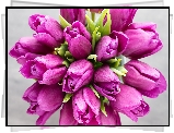Kwiaty, Bukiet, Ciemnoróżowe, Tulipany