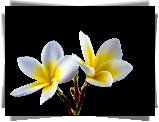 Kwiaty, Plumeria, Czarne, Tło