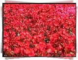 Czerwone, Kwiaty, Rabatowe