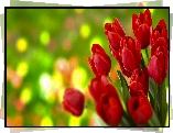 Kwiaty, Tulipany, Czerwone, Grafika