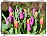 Kwiaty, Tulipany, Fioletowe, Czerwono-żółte