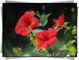 Kwiaty, Hibiskus, Czerwony, Listki