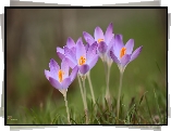 Fioletowe, Krokusy, Rozkwitające, Kwiaty