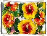 Kwiaty, Żółte, Hibiskusy, Grafika