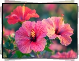 Kwiaty, Różowe, Hibiskusy