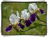Kwiaty, Irysy