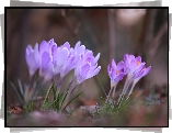 Jasnofioletowe, Pochylone, Krokusy, Kwiaty