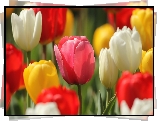 Kolorowe, Kwiaty, Tulipany