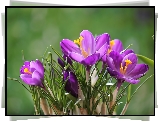 Kwiaty, Krokusy