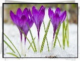Kwiaty, Fioletowe, Krokusy, Śnieg