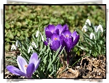 Kwiaty, Fioletowe, Krokusy, Przebiśniegi