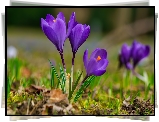 Kwiaty, Fioletowe, Krokusy, Trawa