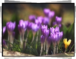 Krokusy, Kwiaty, Fioletowe