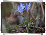 Kwiaty, Niebieskie, Krokusy, Trawa