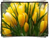 Kwiaty, Żółte, Krokusy, Pąki
