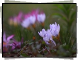 Krokusy, Jasnofioletowe, Pochylone, Kwiaty