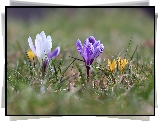 Krokusy, Kwiaty, Trawa