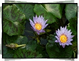 Staw, Kwiaty, Lilie wodne, Liście