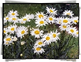 Kwiaty, Białe, Margerytki, Zbliżenie