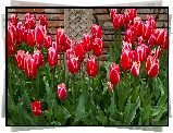 Kwiaty, Tulipany, Liście, Murek, Cegły