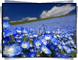 Niebieskie, Kwiaty, Porcelanka, Nemophila menziesii, Łąka, Krajobraz