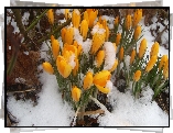 Śnieg, Kwiaty, Krokusy