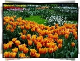 Ogród, Kwiaty, Tulipany