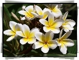 Kwiaty, Biało, Żółta, Plumeria