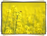Żółte, Kwiaty, Rzepak, Pszczółka