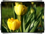 Kwiaty, Wiosenne, Żółte, Tulipany