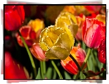 Kwiaty, Tulipany, Żółty, Rozwinięty