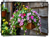 Wiszące, Kwiaty, Petunie, Skrzynka, Grafika
