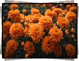 Kwiaty, Chryzantemy, Pomarańczowe