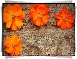 Pomarańczowe, Kwiaty, Deska