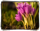 Kwiaty, Krokusy, Rozmyte, Tło