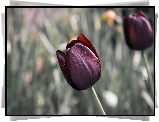 Kwiaty, Bordowy, Tulipan, Krople, Rozmyte tło