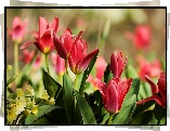 Kwiaty, Czerwone, Tulipany, Rozmyte tło