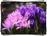 Różowe, Fioletowe, Krokusy, Kwiaty