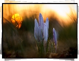 Kwiaty, Krokus, Trawa, Zachód słońca, Rozmycie